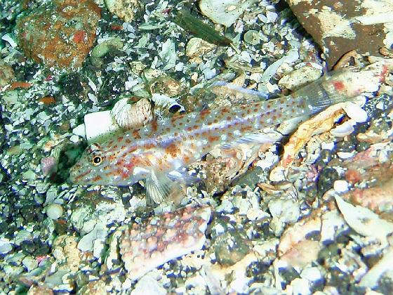 P8020027.jpg - OLYMPUS DIGITAL CAMERA