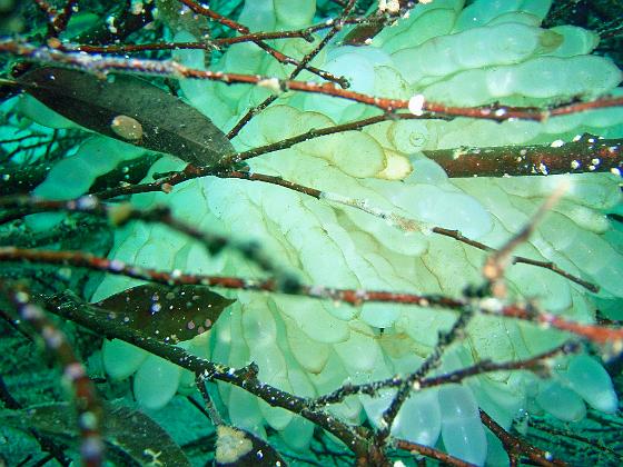 P8020082.jpg - OLYMPUS DIGITAL CAMERA