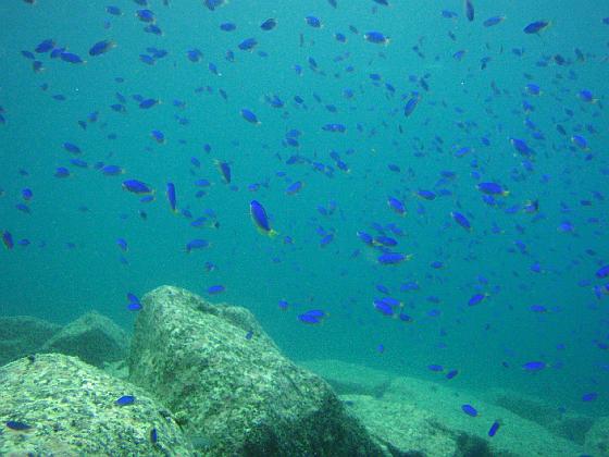 P9130286.jpg - OLYMPUS DIGITAL CAMERA