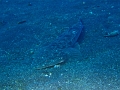 PC040198