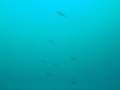 P1150103