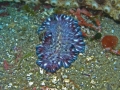 P2050086