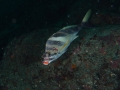 P5270012
