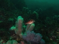P5270029
