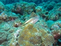P7280215