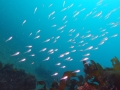 P9010021