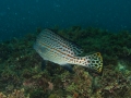 P9010120