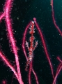 PA060031