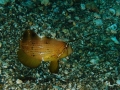 PA060049