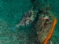 PA060066