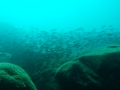 PA060092