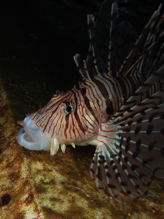 PC010038.jpg - OLYMPUS DIGITAL CAMERA