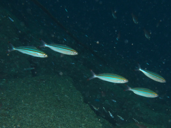 PC010099.jpg - OLYMPUS DIGITAL CAMERA