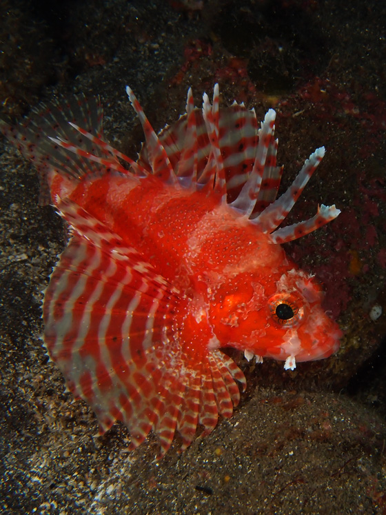 PC010173.jpg - OLYMPUS DIGITAL CAMERA