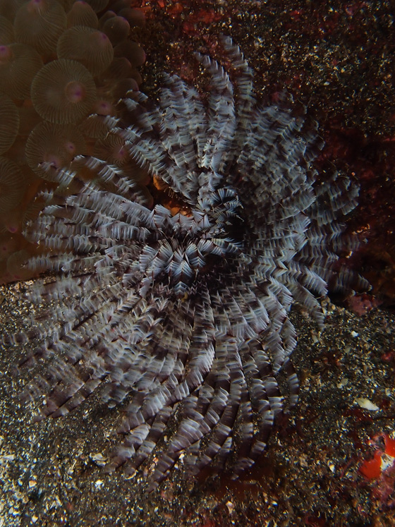 PC010177.jpg - OLYMPUS DIGITAL CAMERA