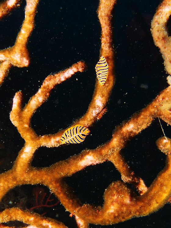 PC160012.jpg - OLYMPUS DIGITAL CAMERA