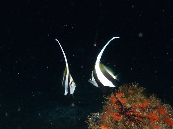 PC230013.jpg - OLYMPUS DIGITAL CAMERA