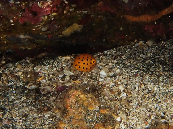 PC230032.jpg - OLYMPUS DIGITAL CAMERA