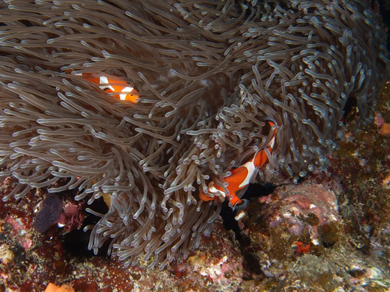 P1010104.jpg - OLYMPUS DIGITAL CAMERA