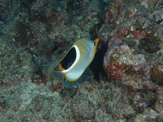 PC310056.jpg - OLYMPUS DIGITAL CAMERA