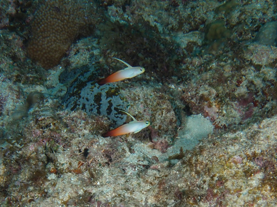 PC310088.jpg - OLYMPUS DIGITAL CAMERA