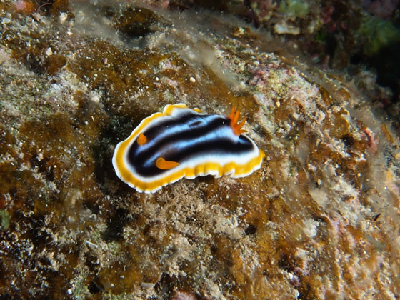 PC310094.jpg - OLYMPUS DIGITAL CAMERA